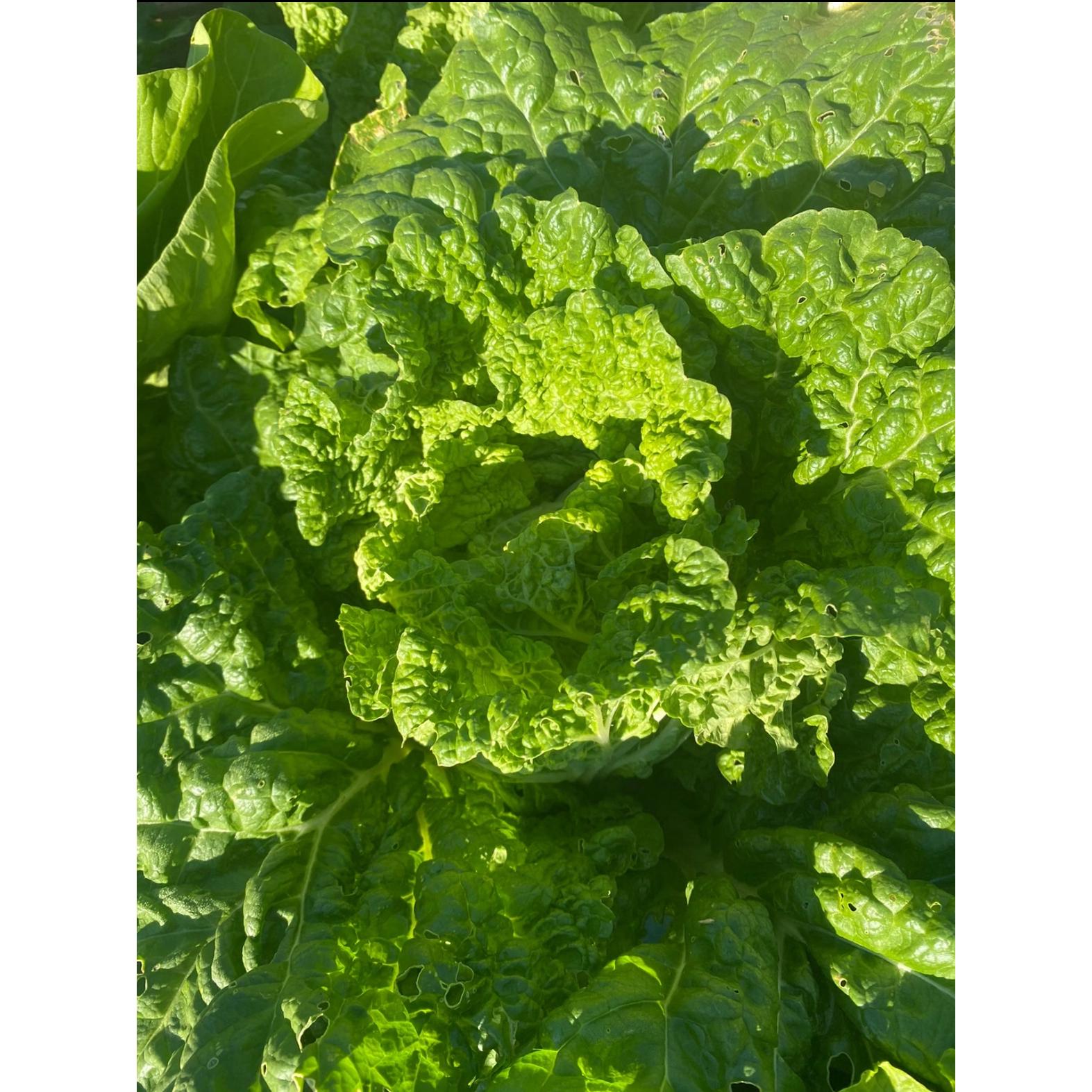 恩施利川农家露天种植新鲜麻叶菜青麻菜火锅白菜现砍现发