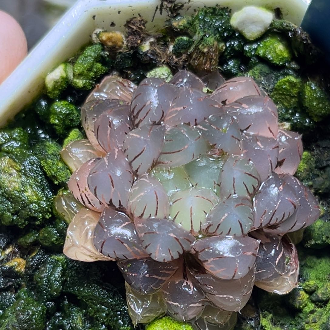 恭喜发财大吉大利861