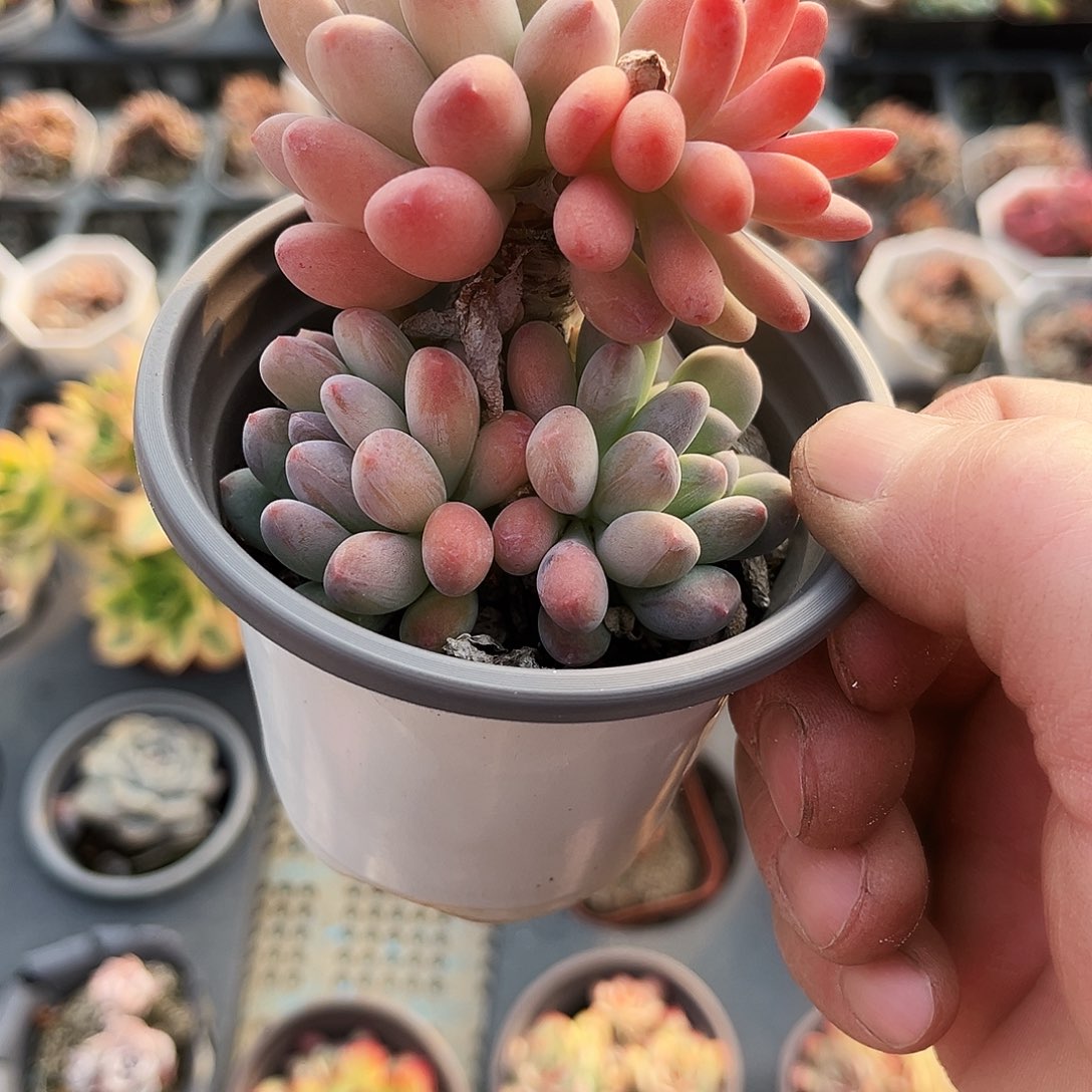 财****?207多肉植物提取萃取剂中