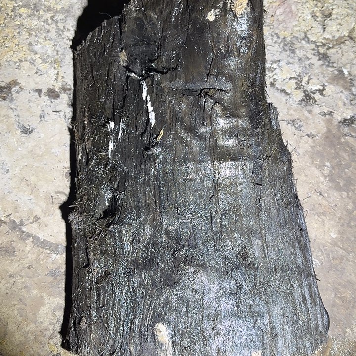 金丝楠啊啊啊啊啊啊