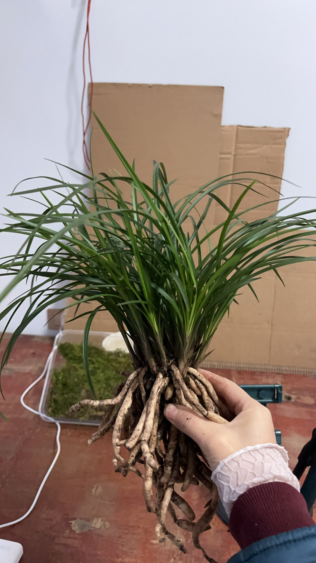 贵州莲瓣兰，花香色美，颜色随机，3苗以上随机发货