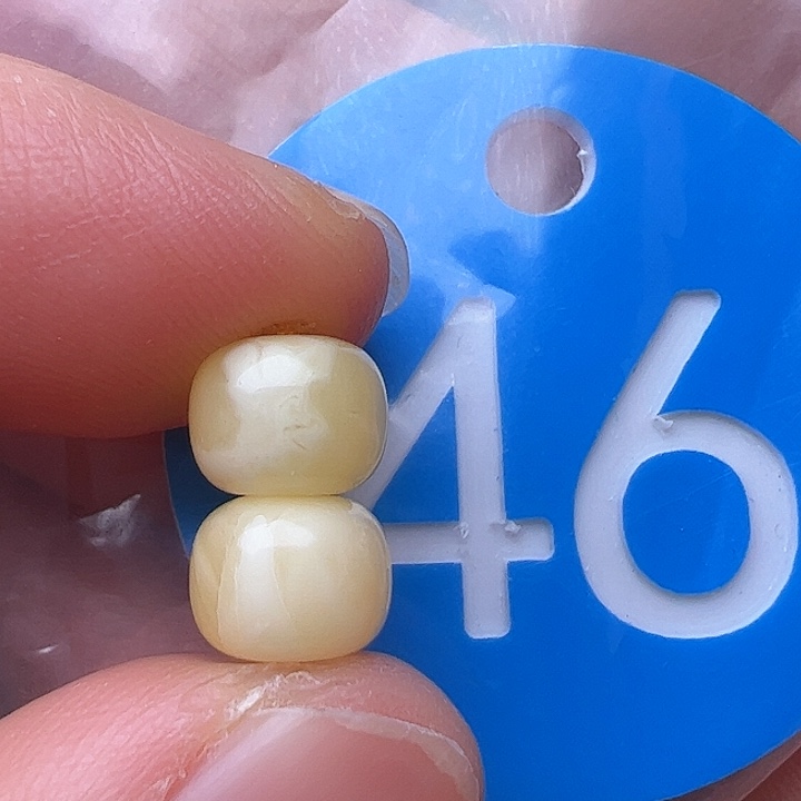 蜜蜡裸石未镶嵌7.5m m