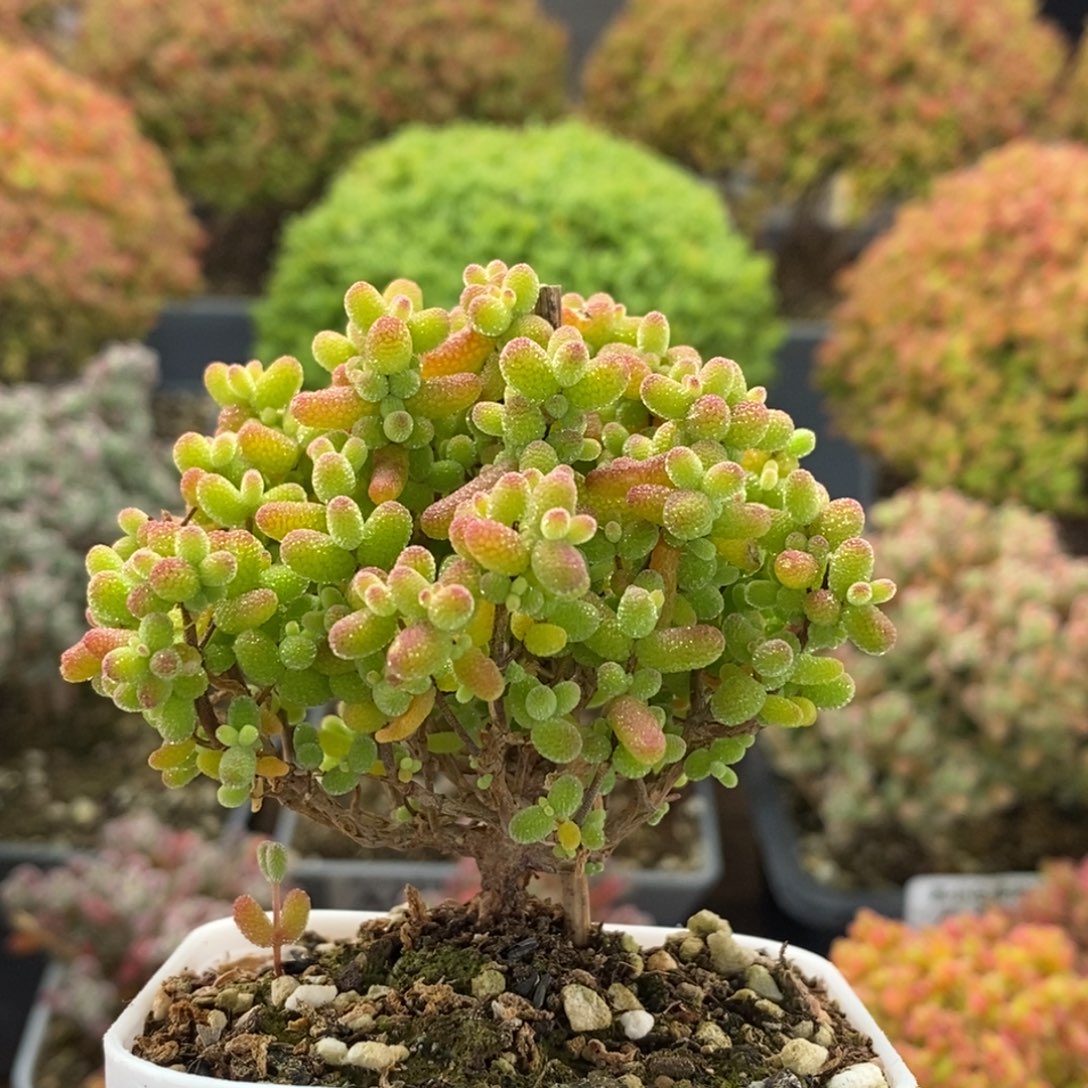 金橘糖球4080枝干番杏