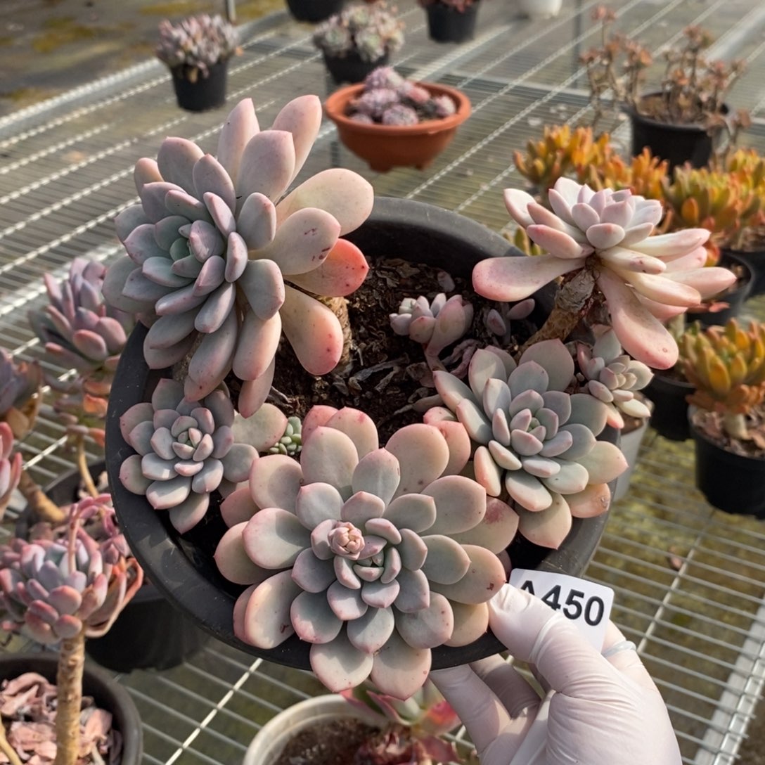 450不知名一物一拍