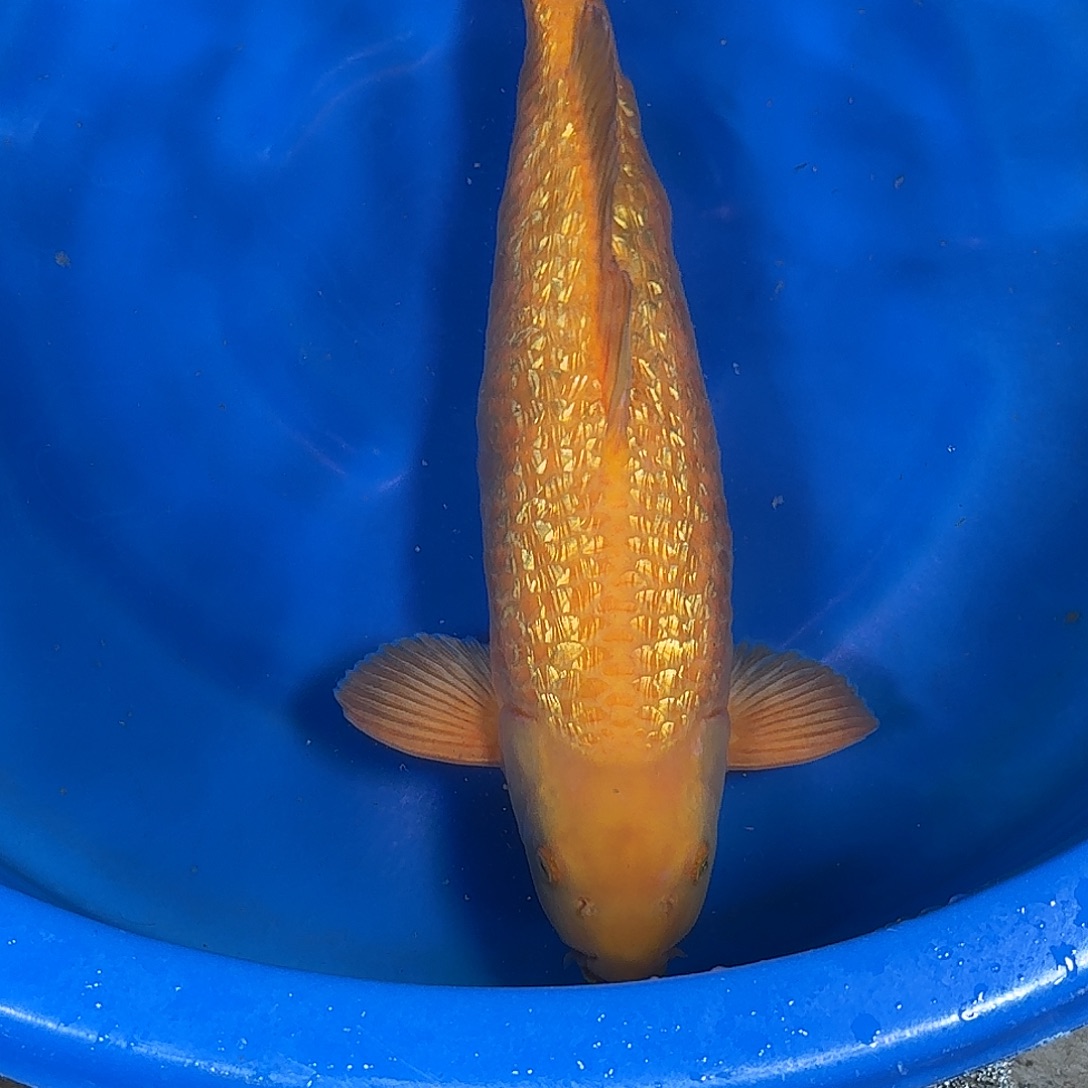 锦鲤爱屋银麟介子