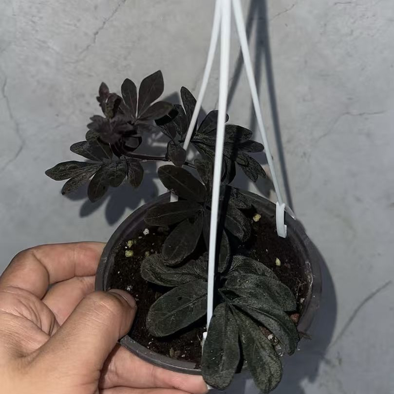 厄瓜多尔紫茄 带挂钩发货