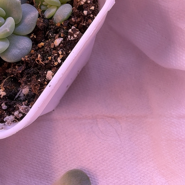 清浅，静静珍泥叶片