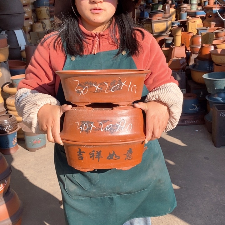 紫砂花盆盆栽花卉苗木种植