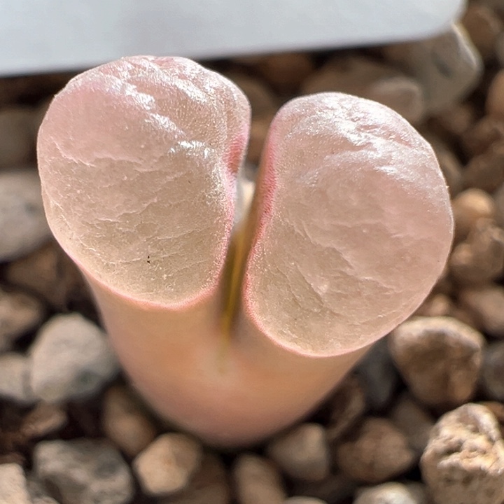 A464优选超好看粉窗磁铁。 