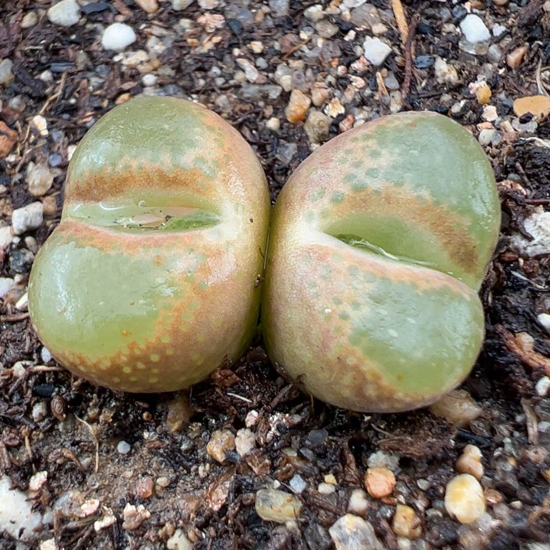 2.13好看的多肉393