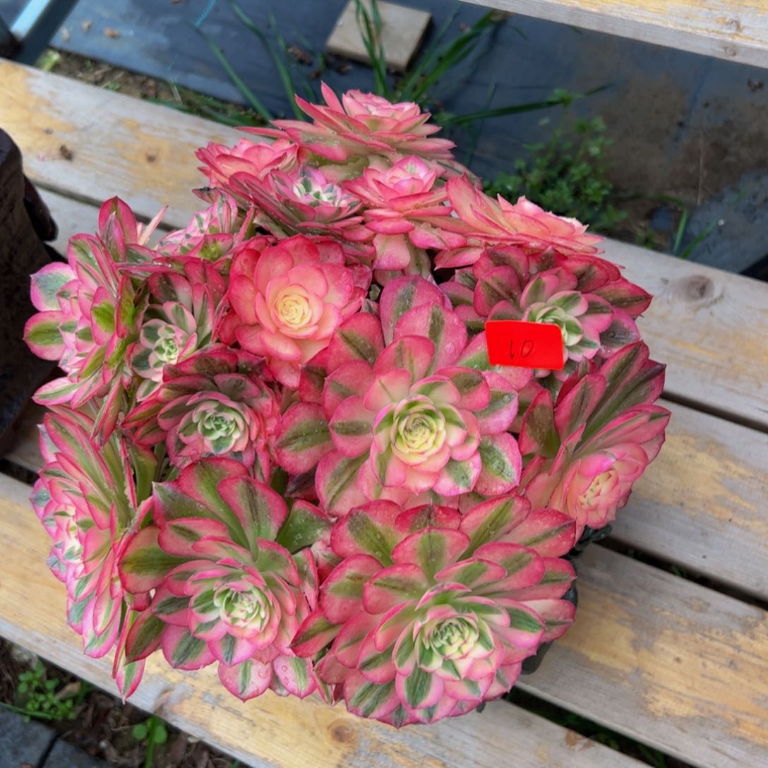 10多肉植物发货荔枝