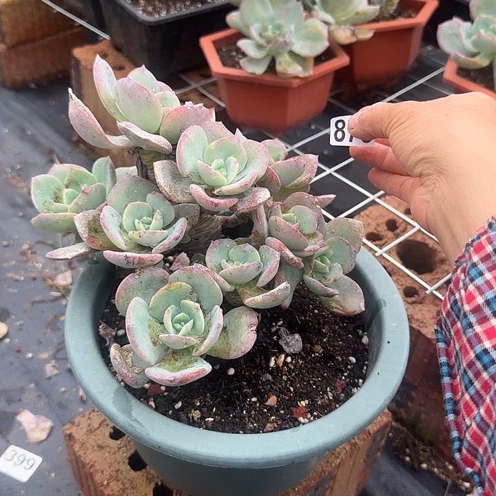 ?****g873血凤脱土发货不退不换