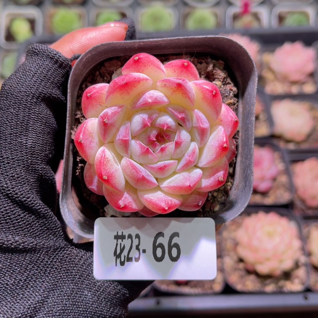 花23-66白桃汽水