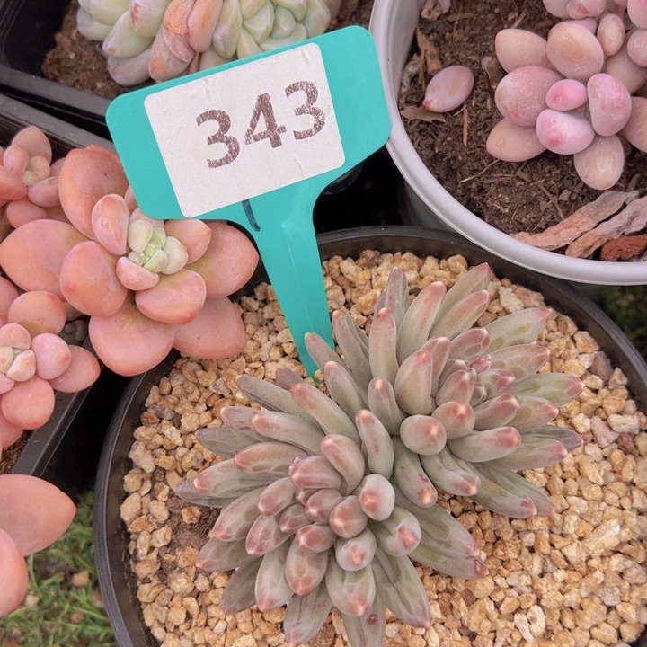 健健康康平平安安