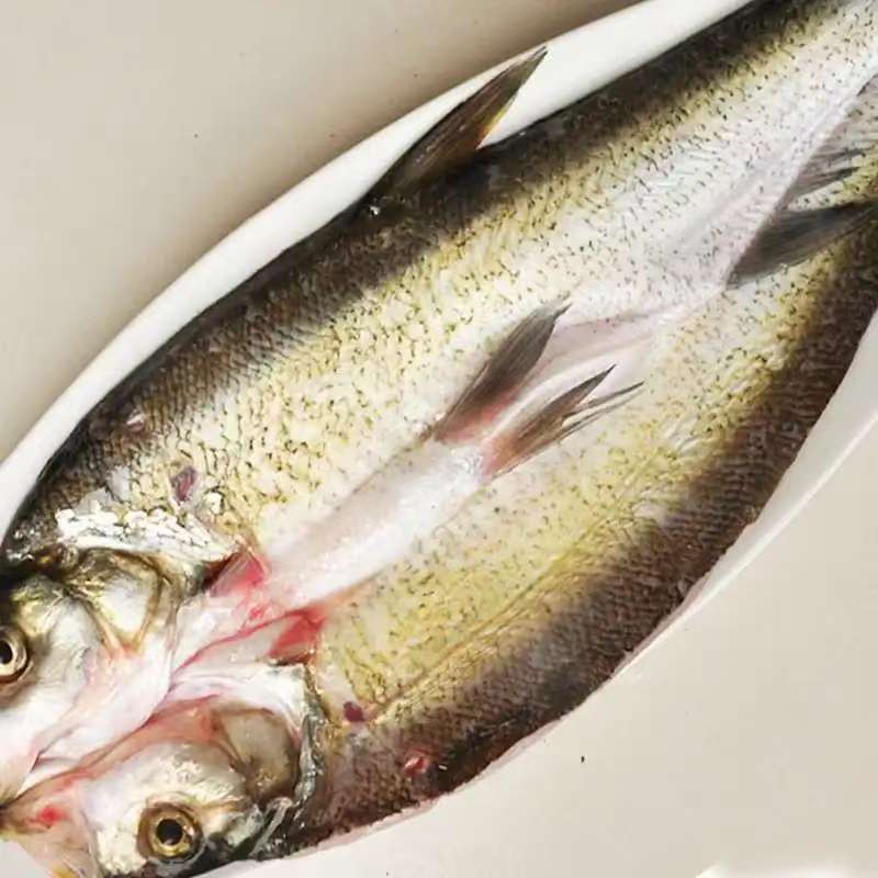 翘嘴岛子鱼开背清理完/5斤2条鱼/顺丰京东包邮