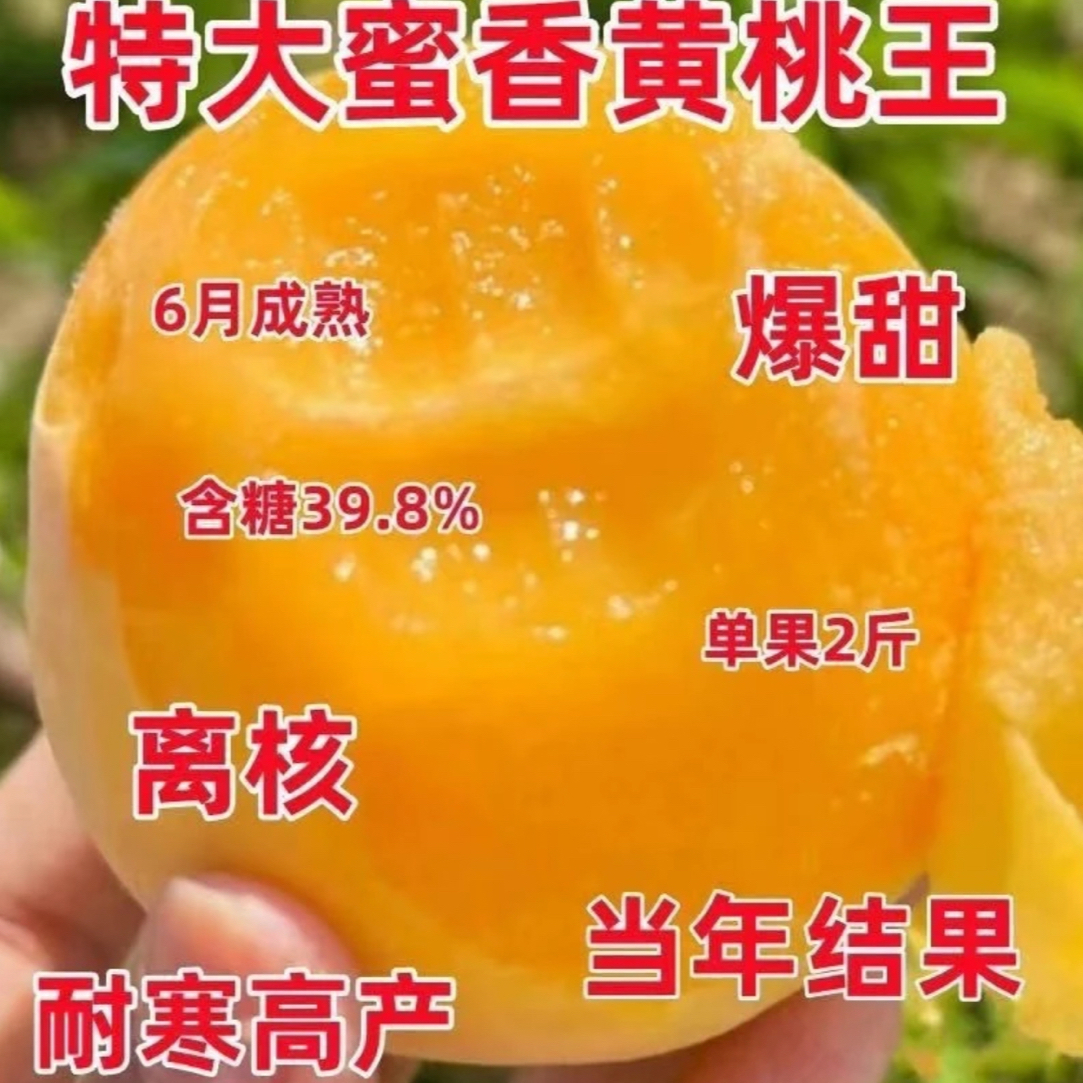 冬桃 水蜜桃 油蟠桃  血桃 蜜黄桃嫁接树苗 南北盆栽地栽桃树