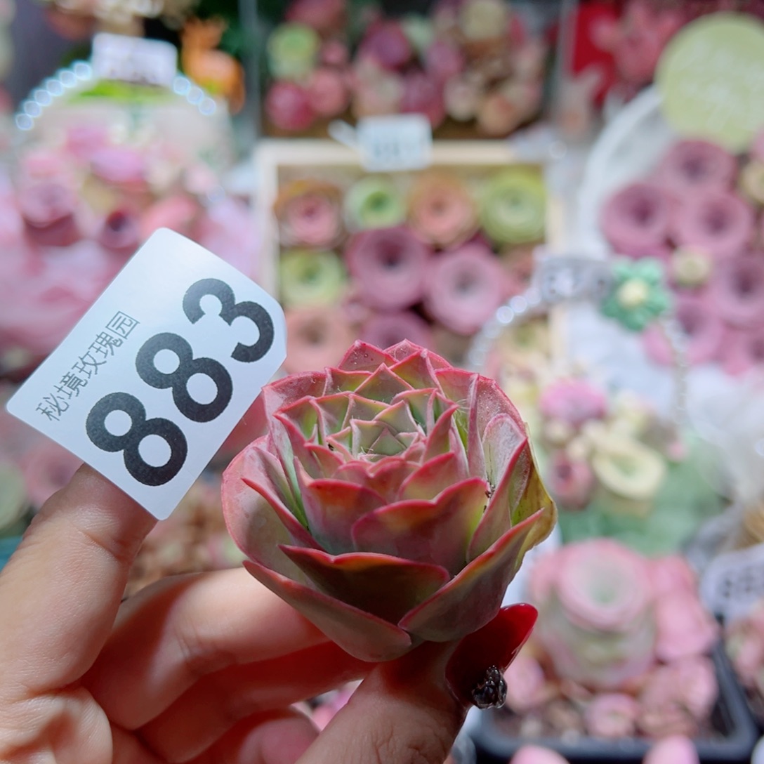 883彩晶单棵。       