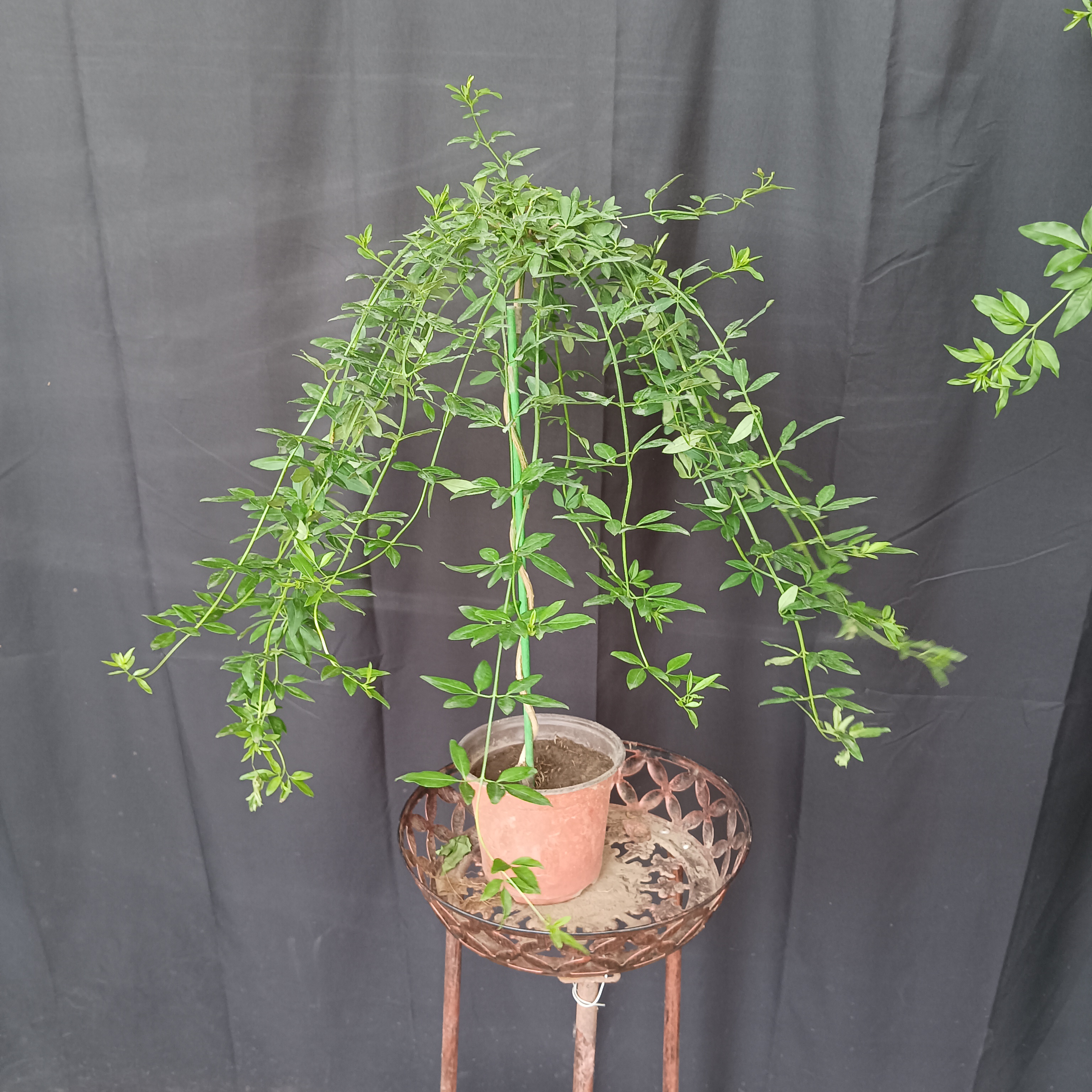  探春 含盆 高50-60厘米