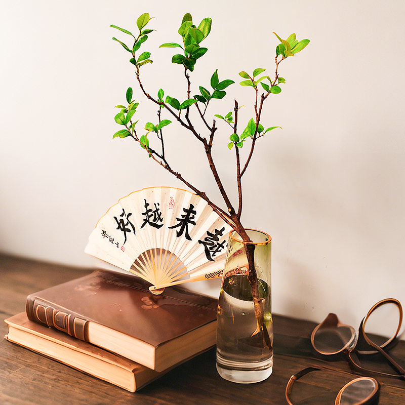 （一物一拍）小叶女贞水培老桩造型树四季常青观叶观茎植物花卉绿植