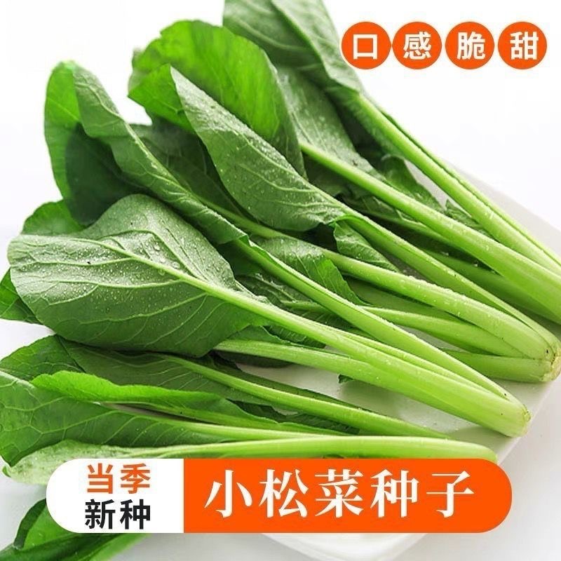 【小松菜种子】小松菜种子可食用甜脆速生青梗青菜子蔬菜种子