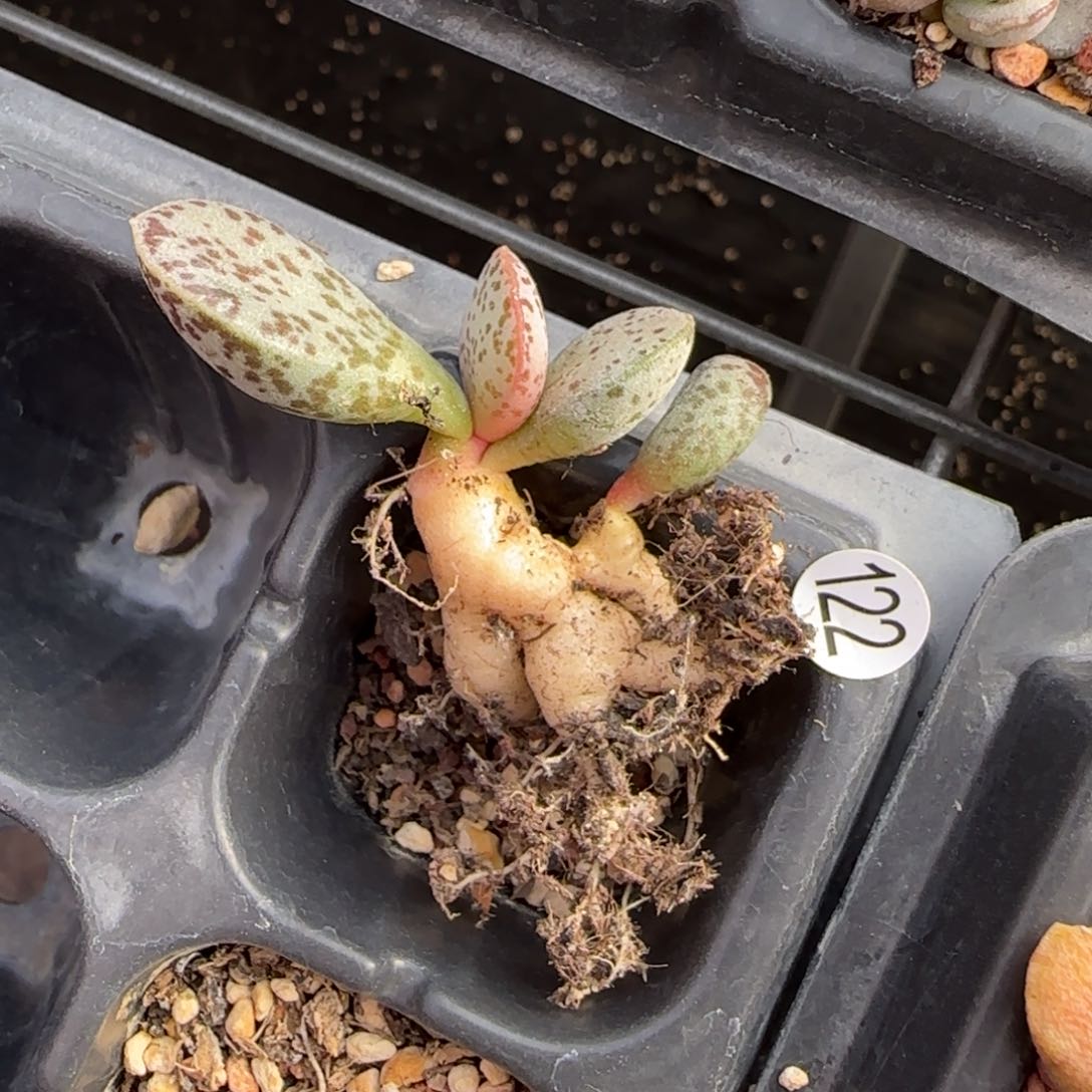 马蛋水泡多肉植物福利122