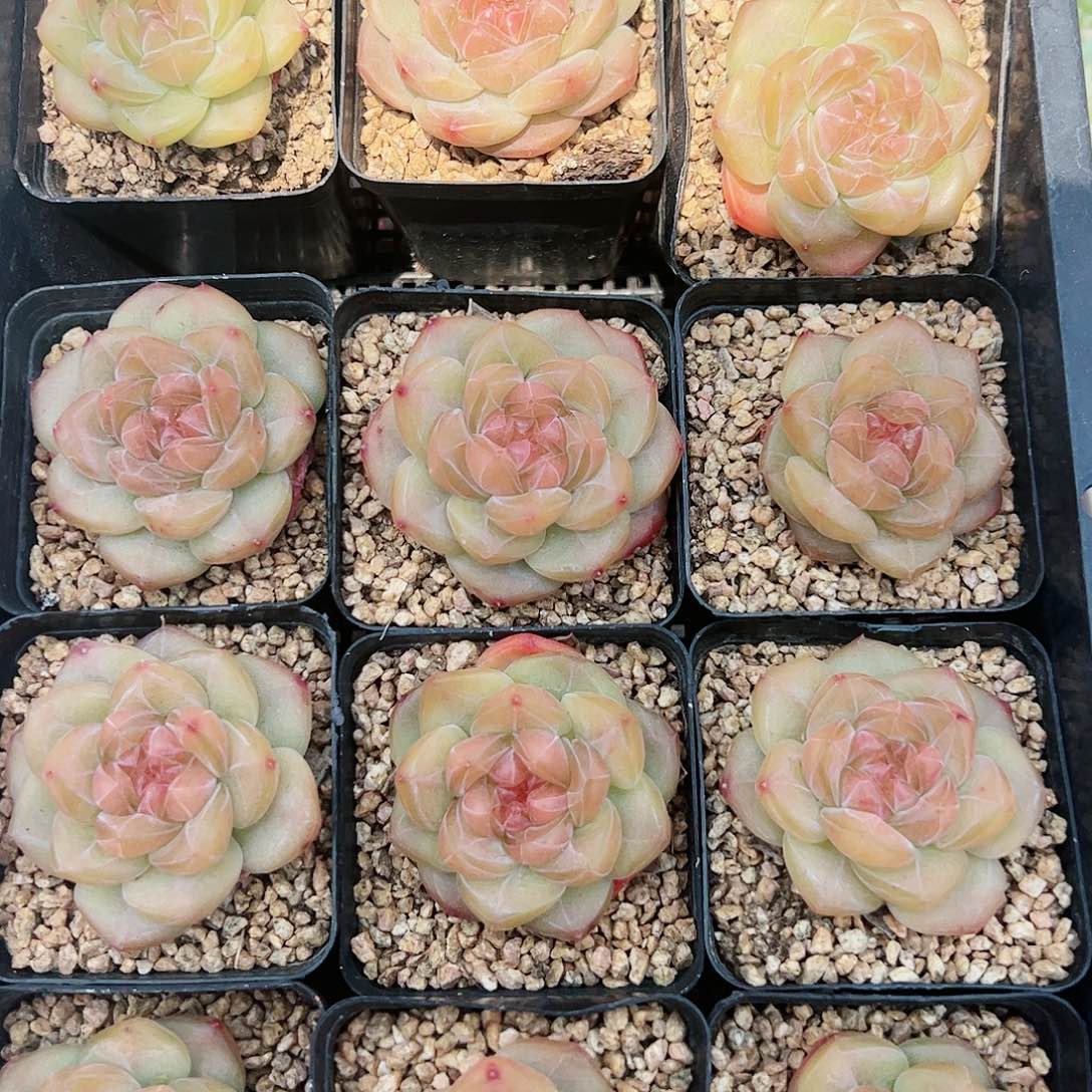 多肉植物糖心琥珀