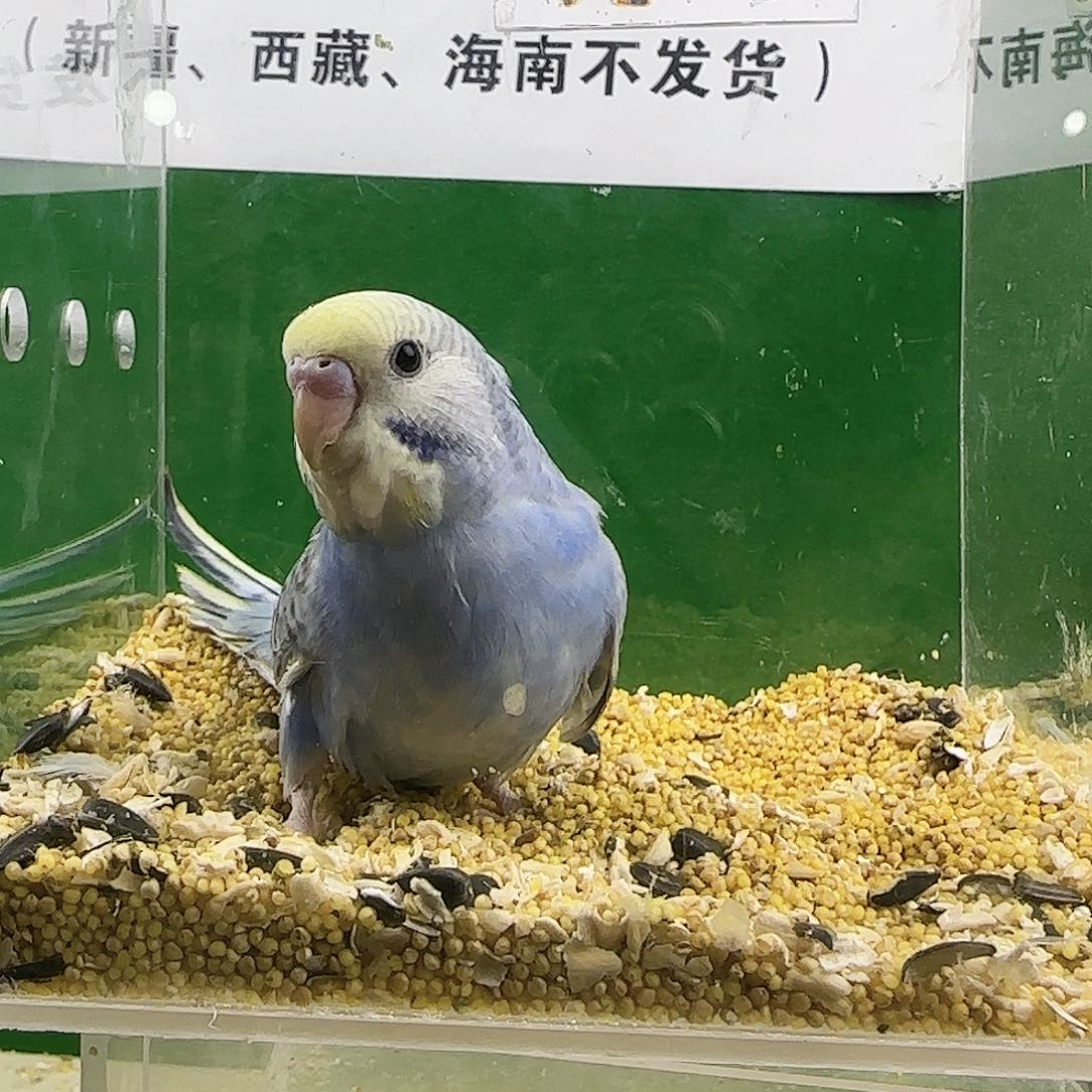 虎皮鹦鹉大头鹦鹉