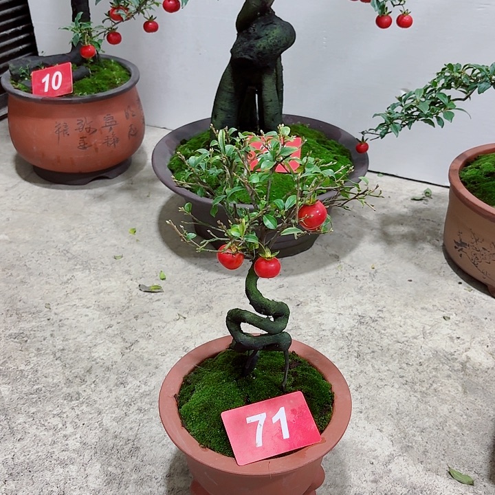 R***者无花朵金弹子盆景树