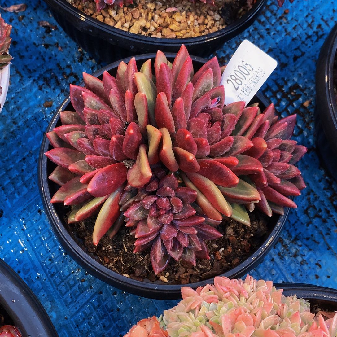 *****    迷雾泡泡多肉28005