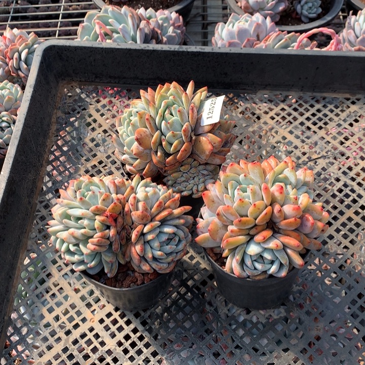 12525嗯嗯嗯嗯嗯好喜欢三个