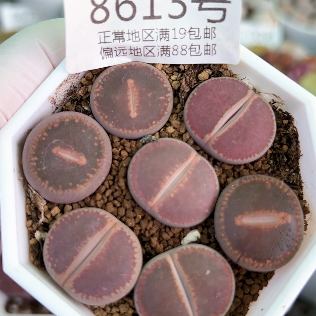 好养易活生石花大母本8613