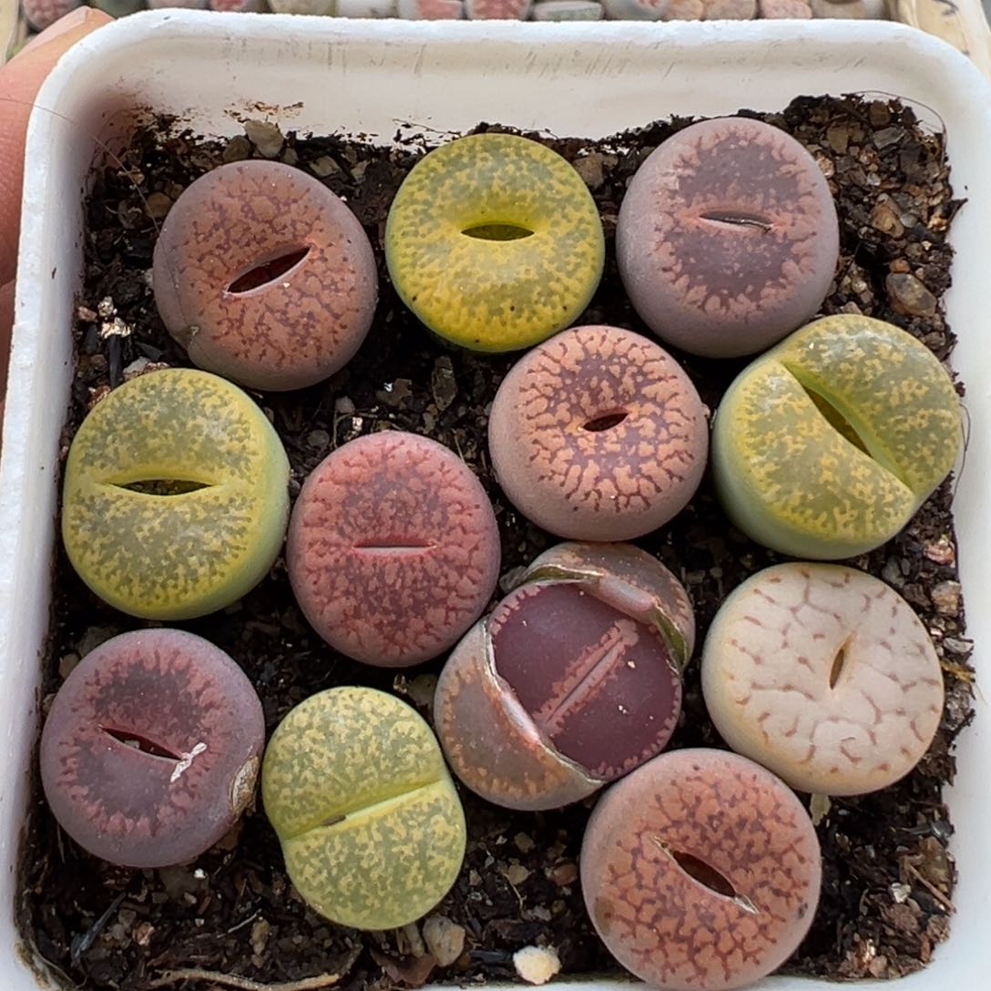 3.7好看的多肉脱土发货428