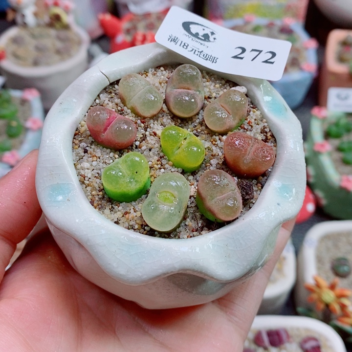 生石花花花花花花花272