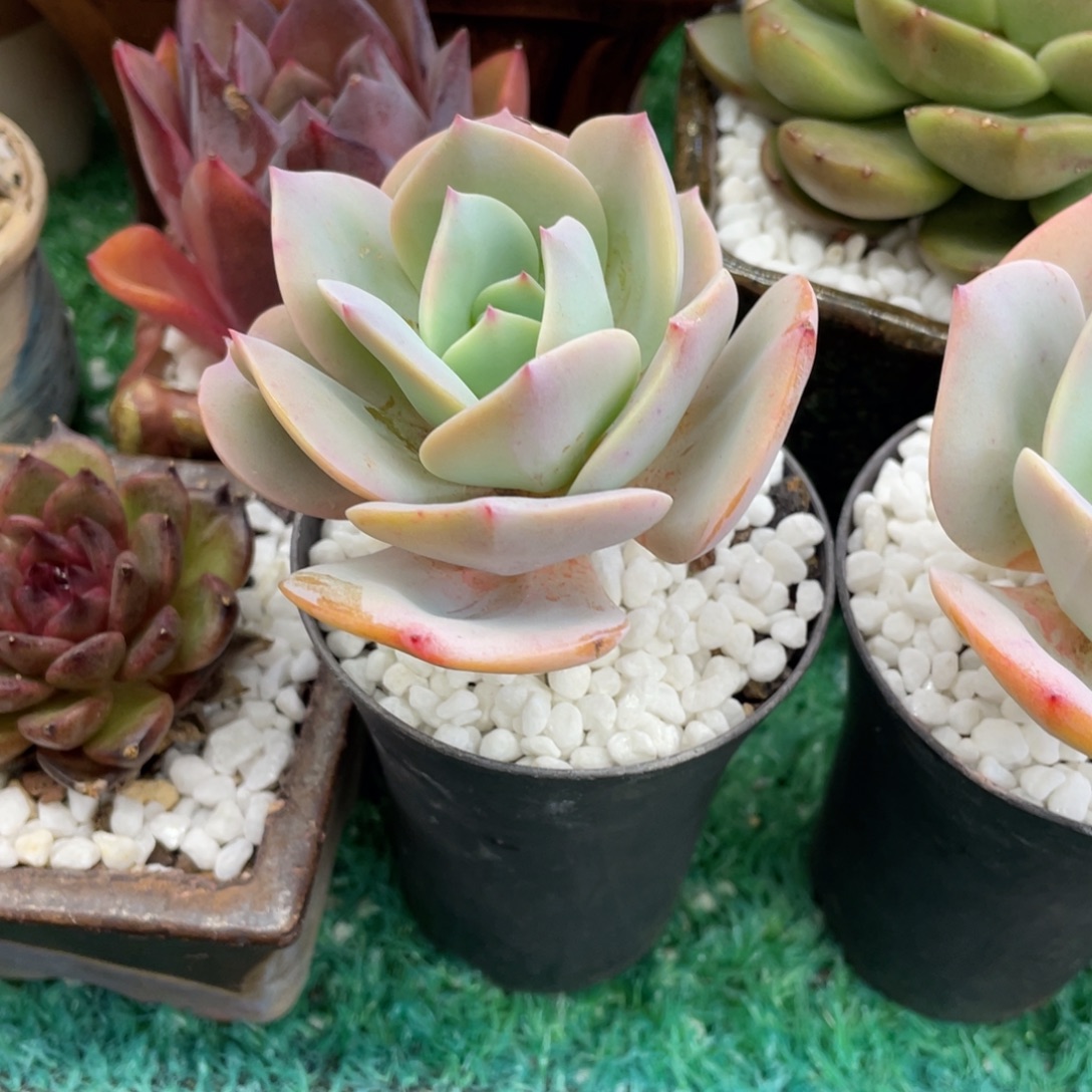 饮***水多肉植物盆栽，多肉