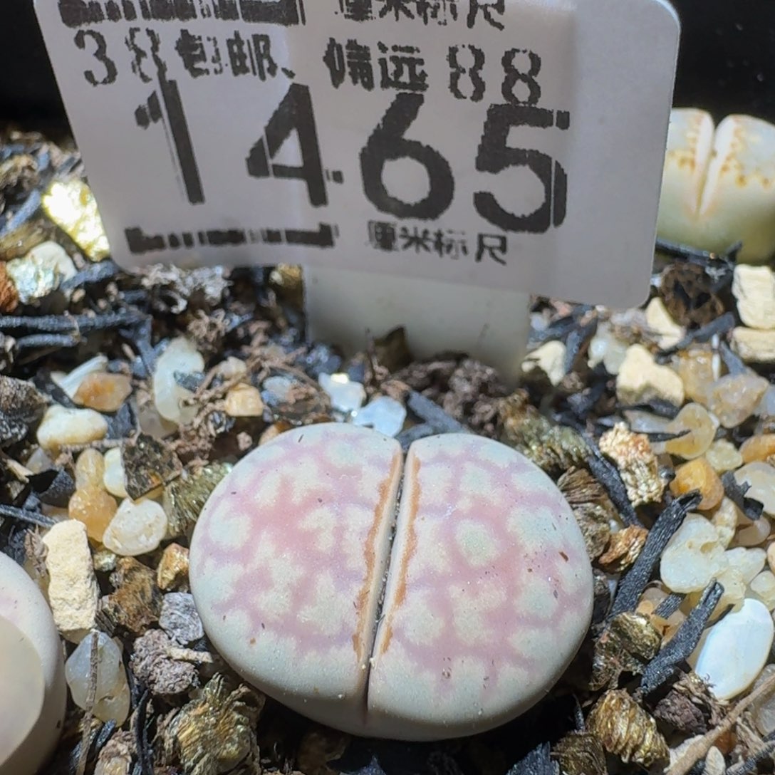 Sssss精品生石花1465蓝紫