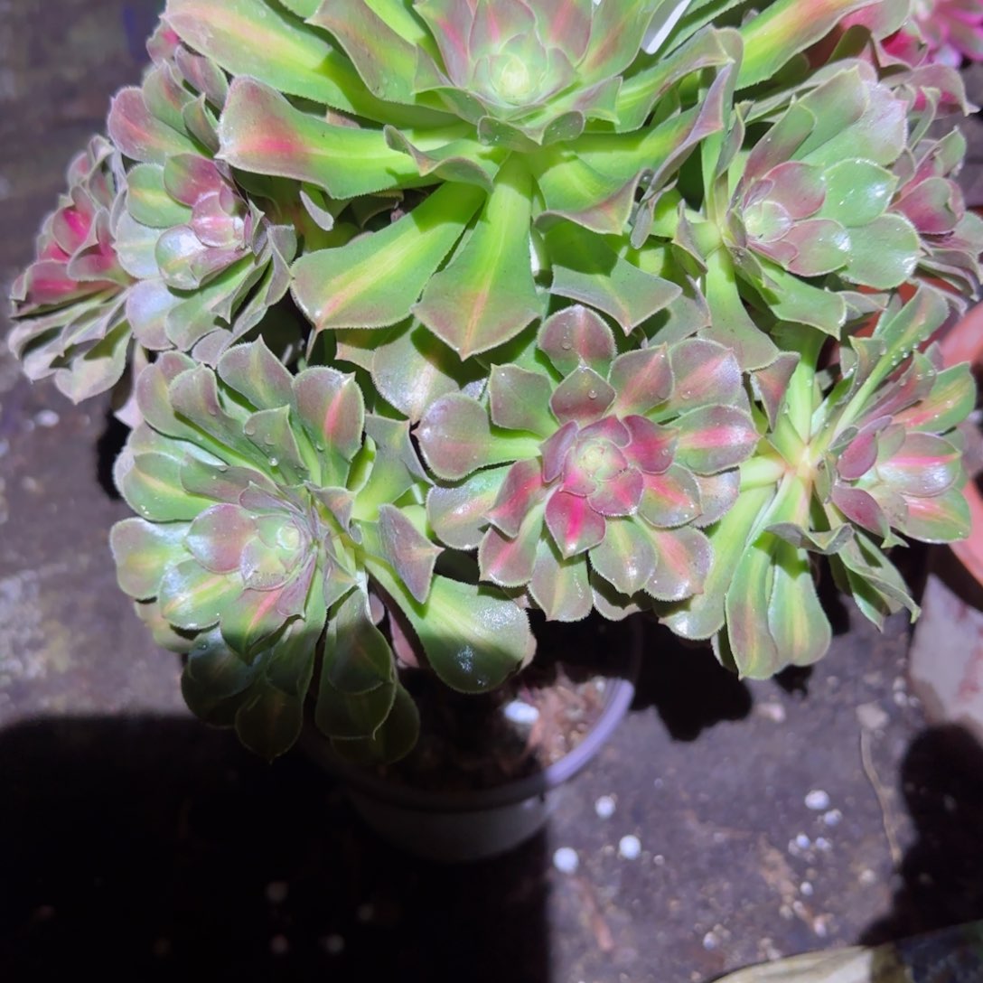 女巫中班法师多肉654