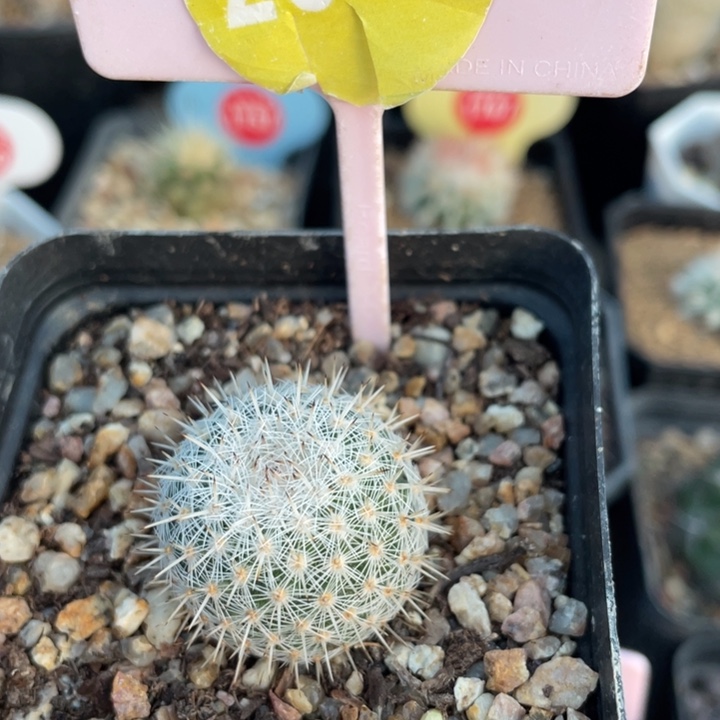 实生乳突251000000000