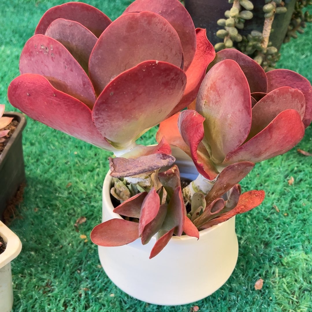 唐印，，，，，，，，，，，，，，，，，