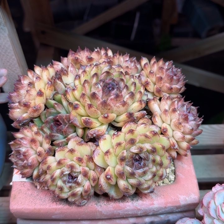 水晶多肉植物dezhuzhibobochuzhizuzhi