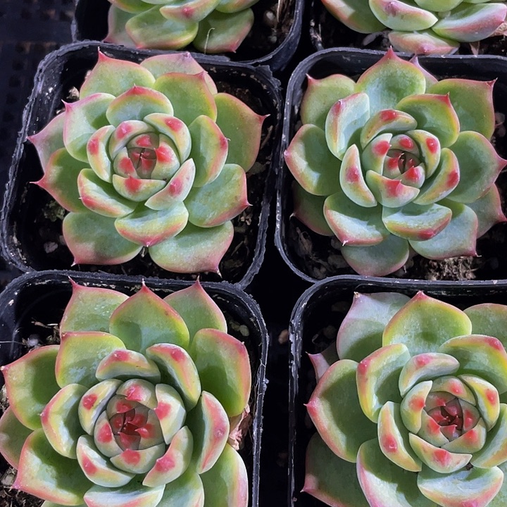 吉娃娃2.8带盆土发货