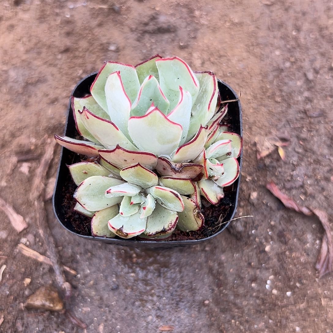 多肉植物多肉植物