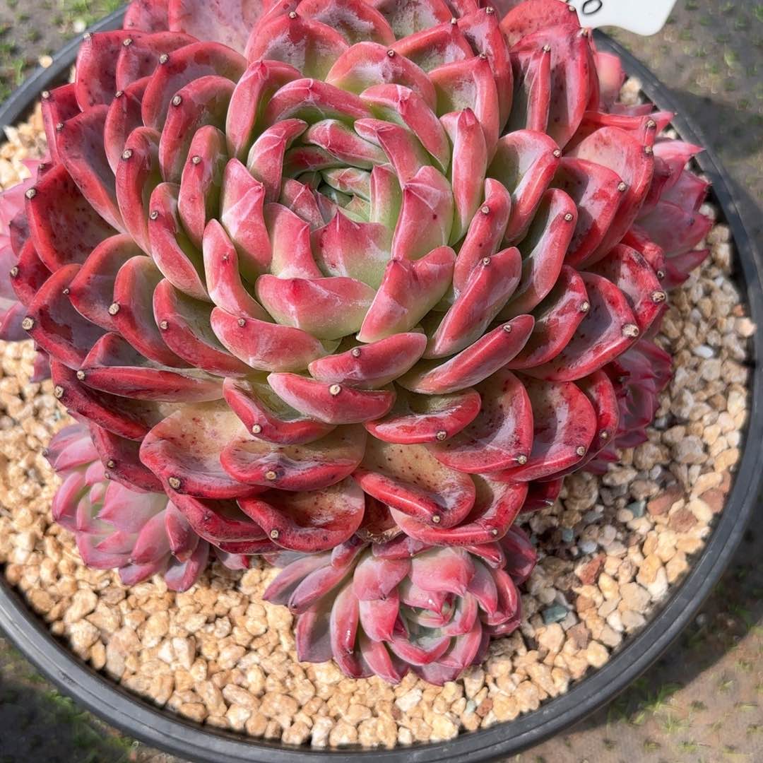 z****6肉肉肉肉肉肉