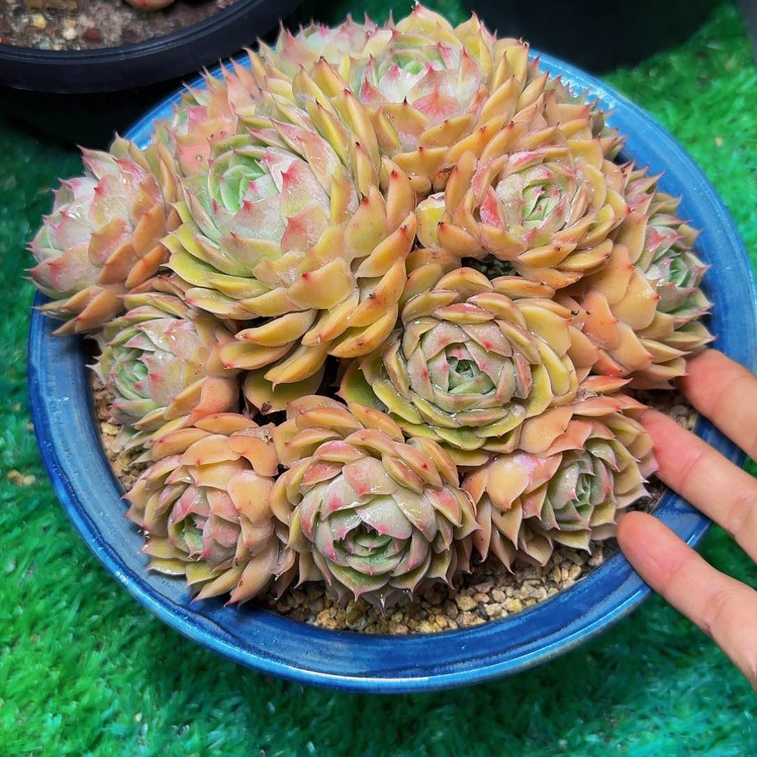 霖*多肉植物不带盆发货