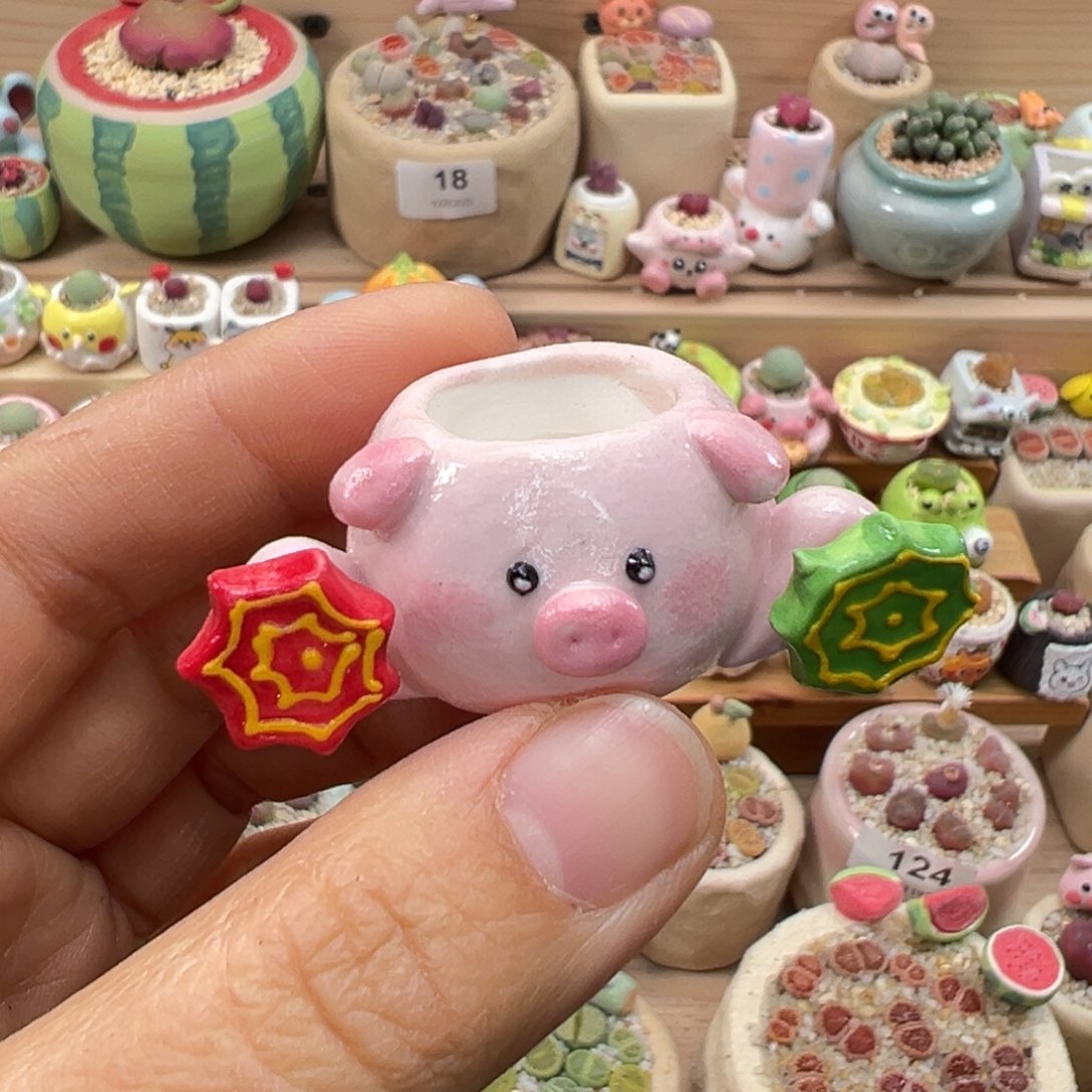 安***儿多肉植物53号单独盆