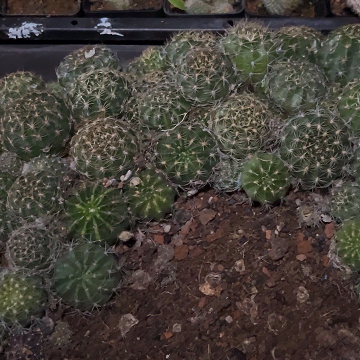 磊***园40颗丽花一组套餐