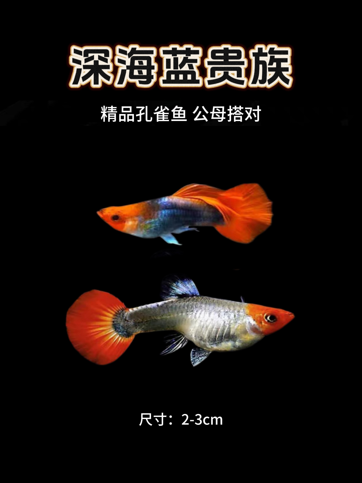 【深海蓝贵族】精品孔雀鱼 公母搭配可繁殖 小型淡水鱼观赏鱼