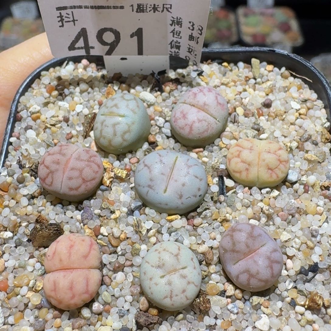 Ssss精品生石花491女娲石