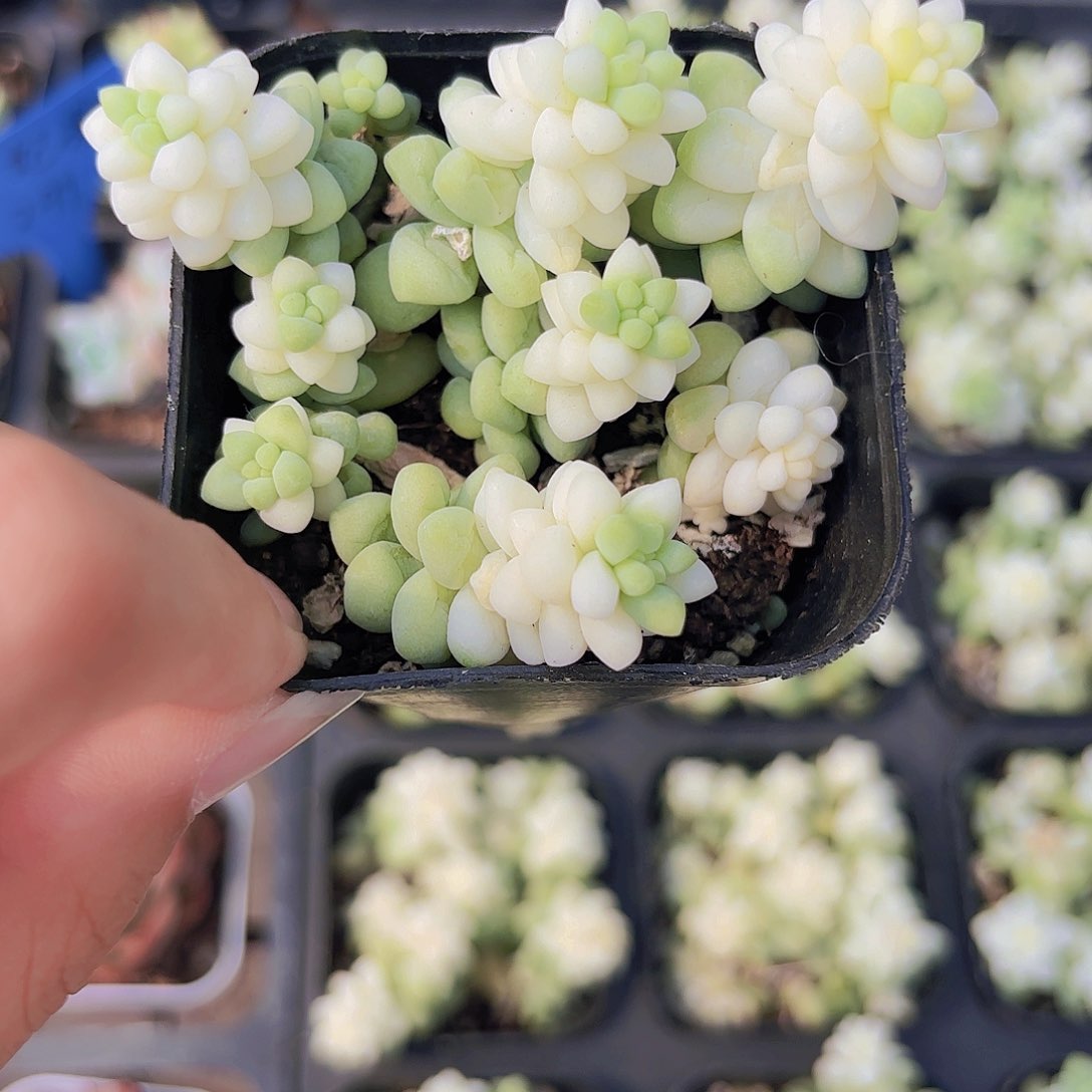 精品雪花玉坠多肉植物