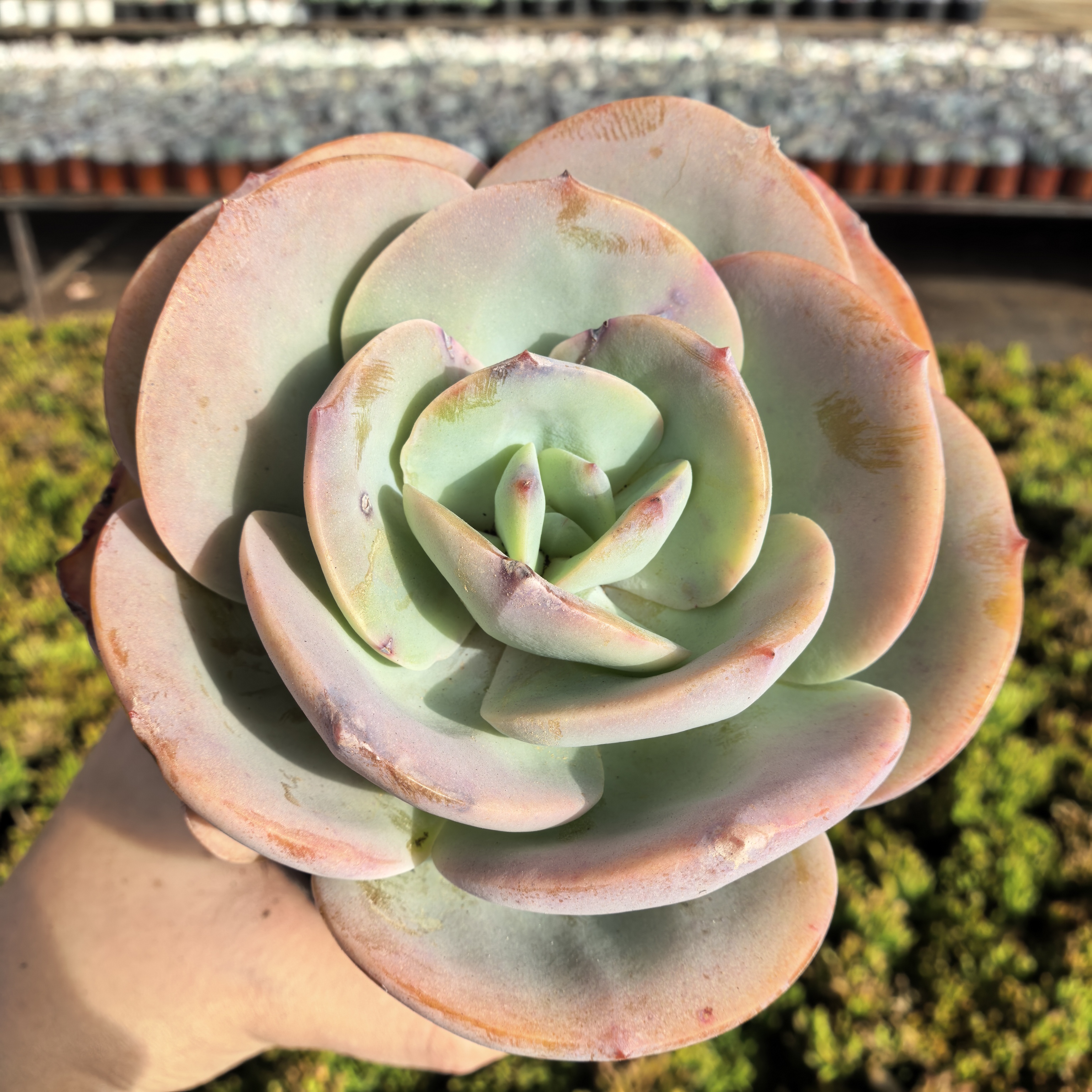 【圆叶白凤】 多肉植物 绿植盆栽