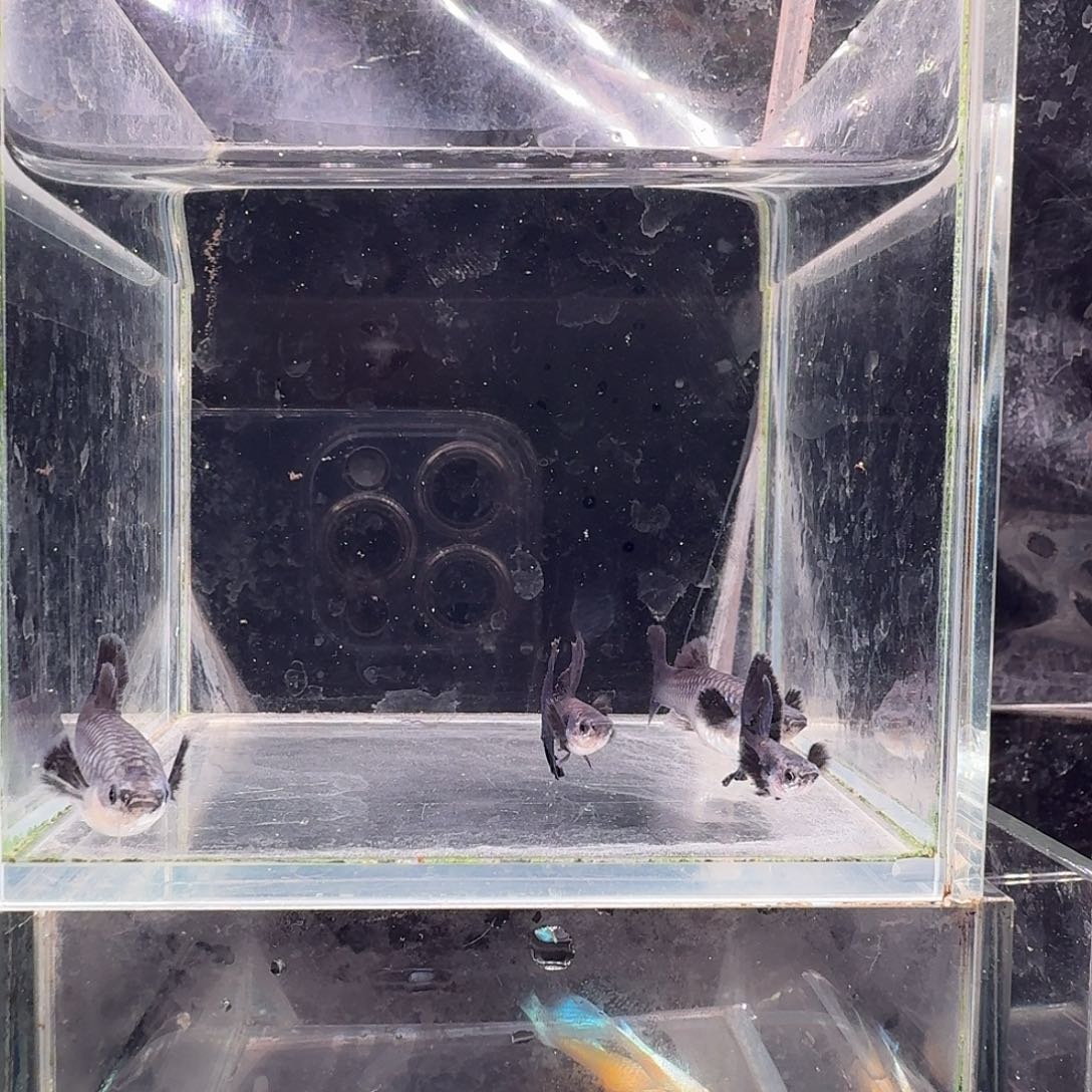 孔雀鱼紫罗兰2对孔雀鱼